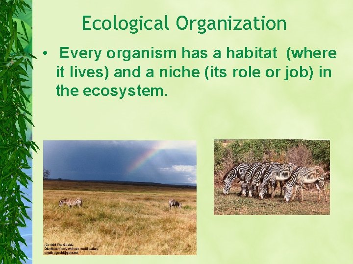 Ecological Organization • Every organism has a habitat (where it lives) and a niche