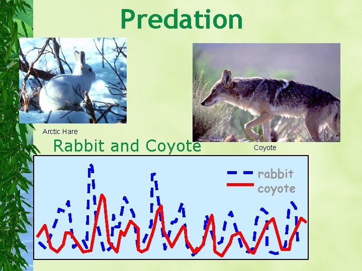 Predation Arctic Hare Rabbit and Coyote rabbit coyote 