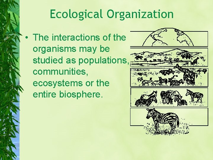 Ecological Organization • The interactions of the organisms may be studied as populations, communities,