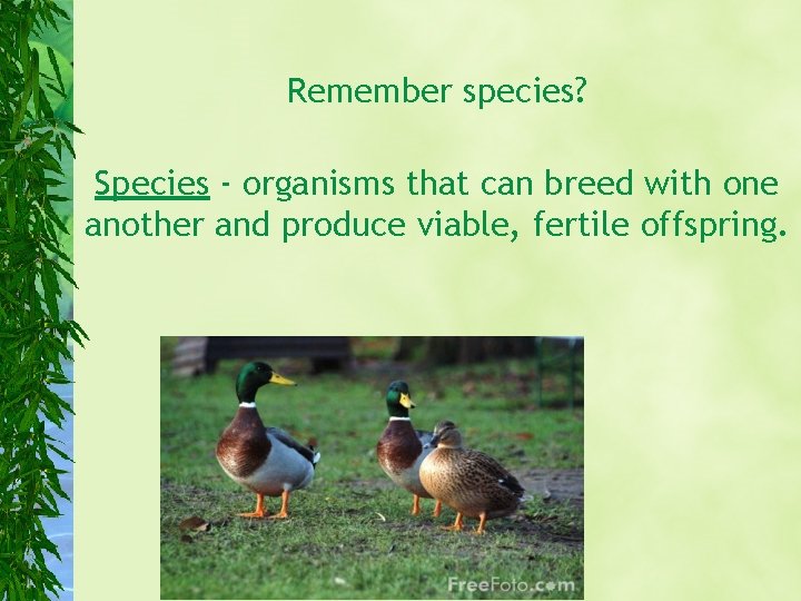 Remember species? Species - organisms that can breed with one another and produce viable,