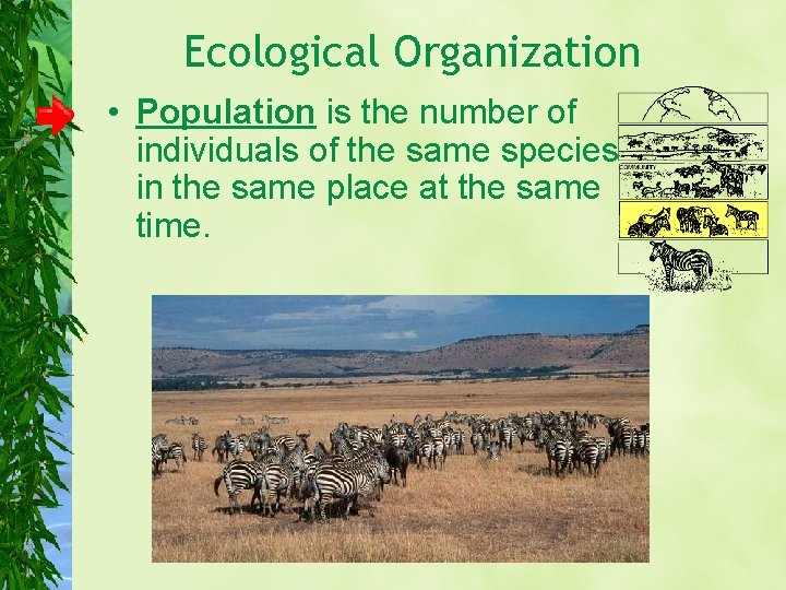 Ecological Organization • Population is the number of individuals of the same species in