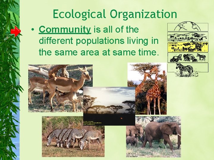 Ecological Organization • Community is all of the different populations living in the same