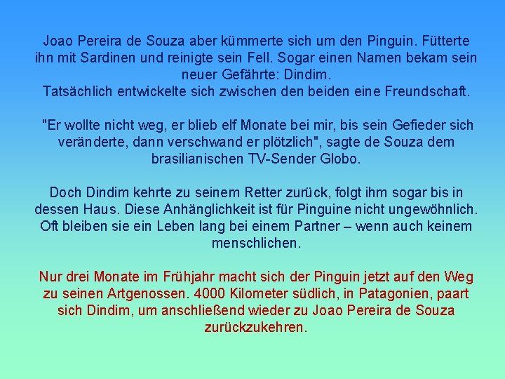 Joao Pereira de Souza aber kümmerte sich um den Pinguin. Fütterte ihn mit Sardinen