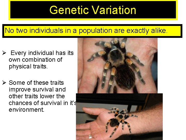 Genetic Variation No two individuals in a population are exactly alike. Ø Every individual