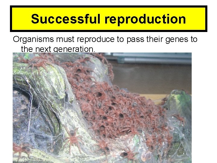 Successful reproduction Organisms must reproduce to pass their genes to the next generation. 