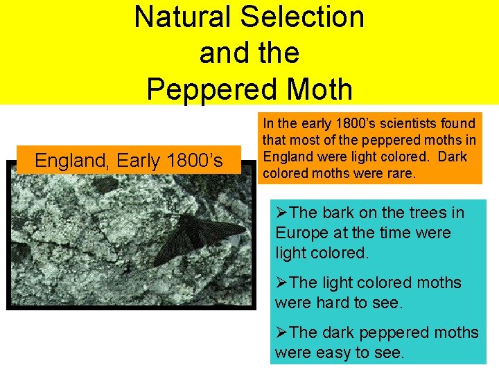Natural Selection and the Peppered Moth England, Early 1800’s In the early 1800’s scientists