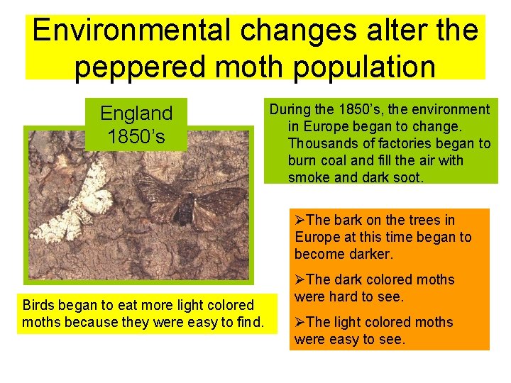 Environmental changes alter the peppered moth population England 1850’s During the 1850’s, the environment