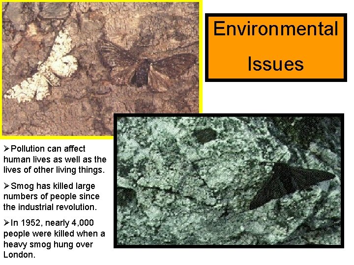 Environmental Issues ØPollution can affect human lives as well as the lives of other