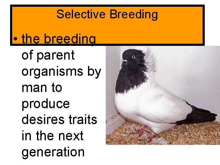 Selective Breeding • the breeding of parent organisms by man to produce desires traits