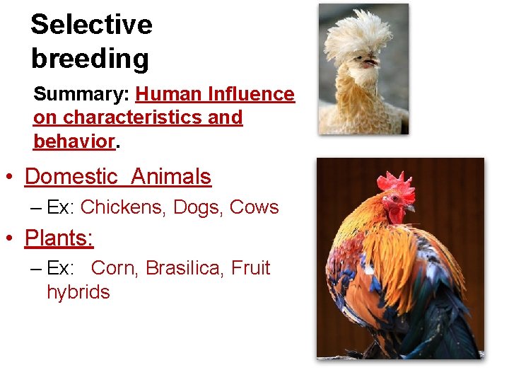 Selective breeding Summary: Human Influence on characteristics and behavior. • Domestic Animals – Ex: