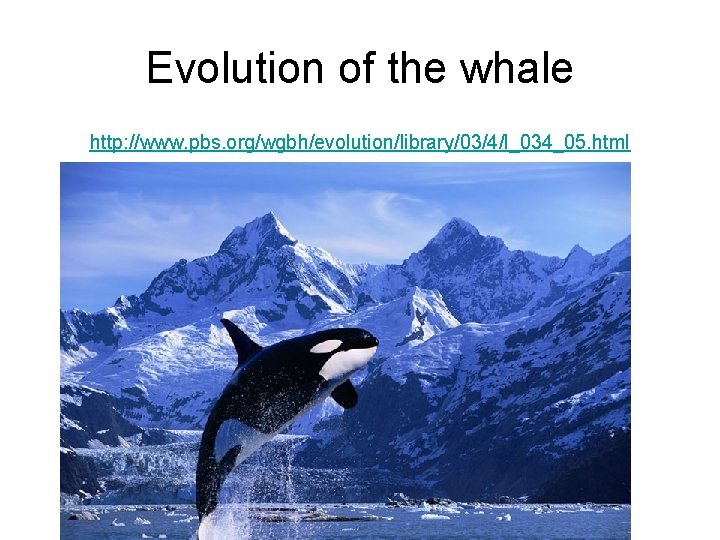 Evolution of the whale http: //www. pbs. org/wgbh/evolution/library/03/4/l_034_05. html 