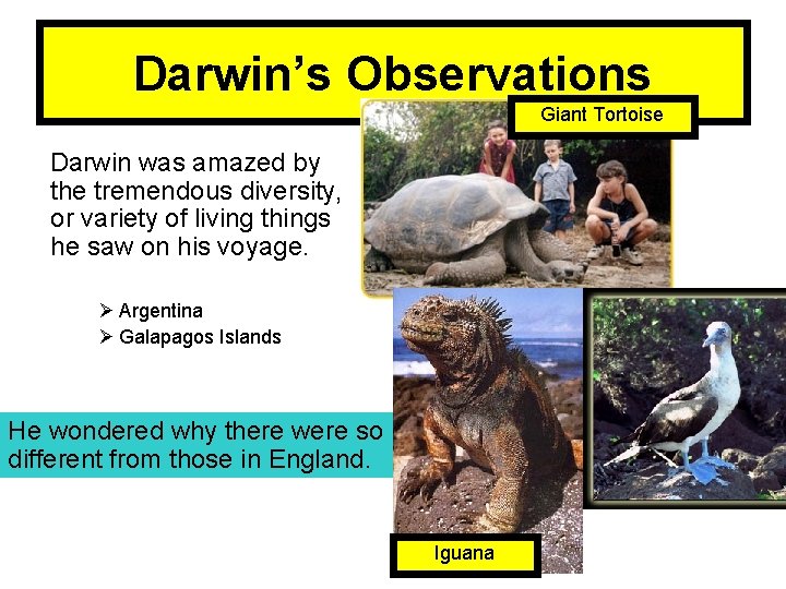 Darwin’s Observations Giant Tortoise Darwin was amazed by the tremendous diversity, or variety of