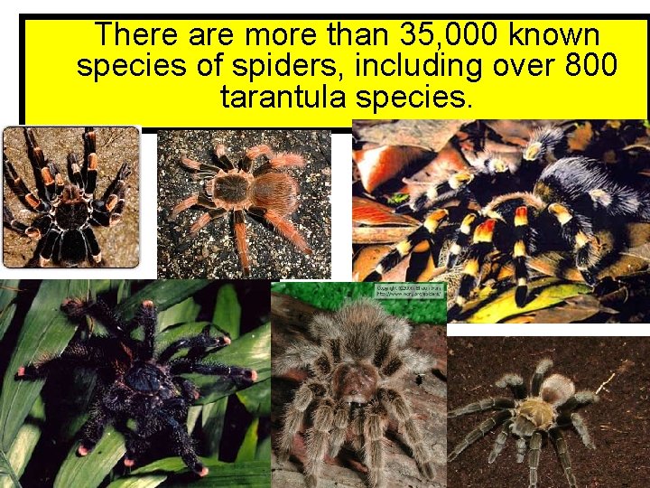 There are more than 35, 000 known species of spiders, including over 800 tarantula