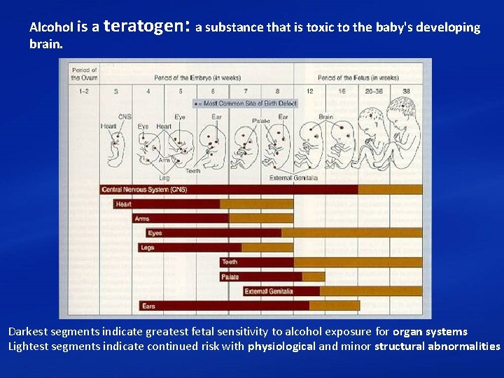 : Alcohol is a teratogen a substance that is toxic to the baby's developing