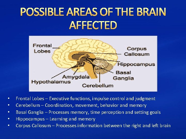POSSIBLE AREAS OF THE BRAIN AFFECTED • • • Frontal Lobes – Executive functions,