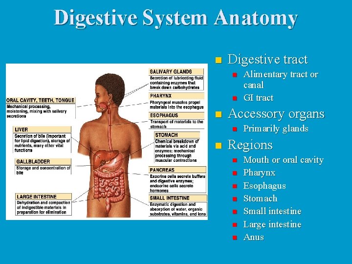 Digestive System Anatomy n Digestive tract n n n Accessory organs n n Alimentary