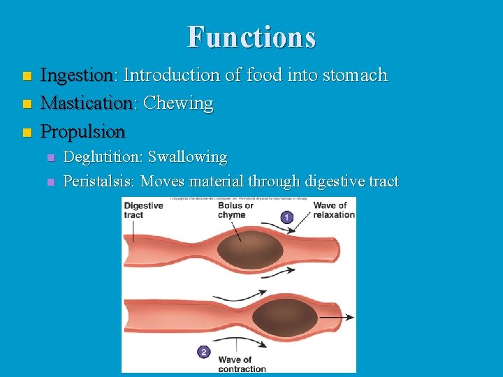 Functions n n n Ingestion: Introduction of food into stomach Mastication: Chewing Propulsion n