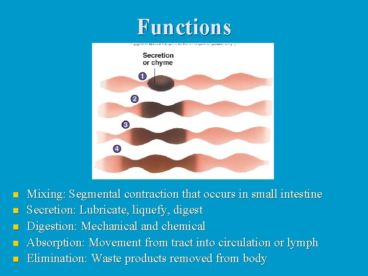 Functions n n n Mixing: Segmental contraction that occurs in small intestine Secretion: Lubricate,