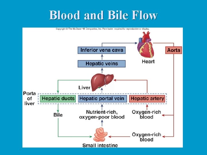 Blood and Bile Flow 