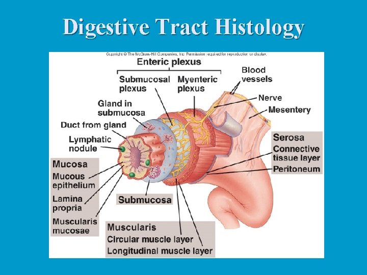 Digestive Tract Histology 