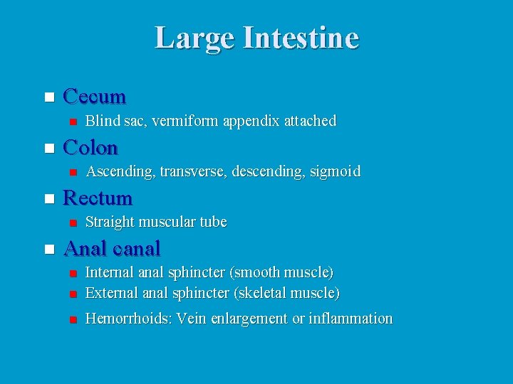 Large Intestine n Cecum n n Colon n n Ascending, transverse, descending, sigmoid Rectum