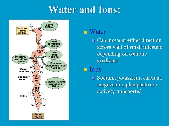 Water and Ions: n Water n n Can move in either direction across wall