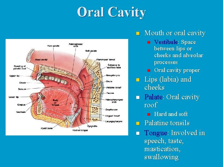 Oral Cavity n Mouth or oral cavity n n Lips (labia) and cheeks Palate: