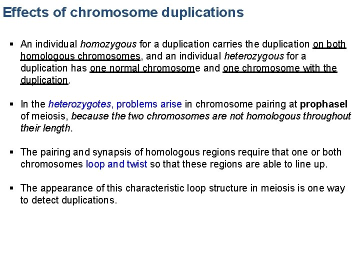Effects of chromosome duplications § An individual homozygous for a duplication carries the duplication
