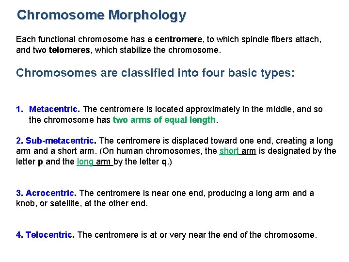 Chromosome Morphology Each functional chromosome has a centromere, to which spindle fibers attach, and