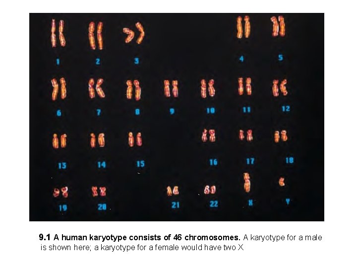 9. 1 A human karyotype consists of 46 chromosomes. A karyotype for a male