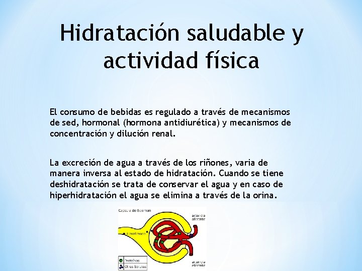 Hidratación saludable y actividad física El consumo de bebidas es regulado a través de