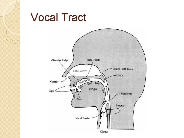 Vocal Tract 