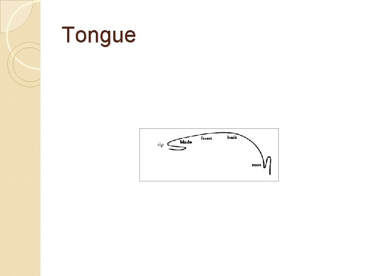 Tongue 