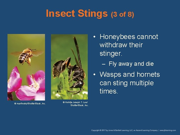 Insect Stings (3 of 8) • Honeybees cannot withdraw their stinger. – Fly away