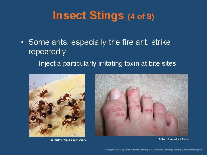 Insect Stings (4 of 8) • Some ants, especially the fire ant, strike repeatedly.