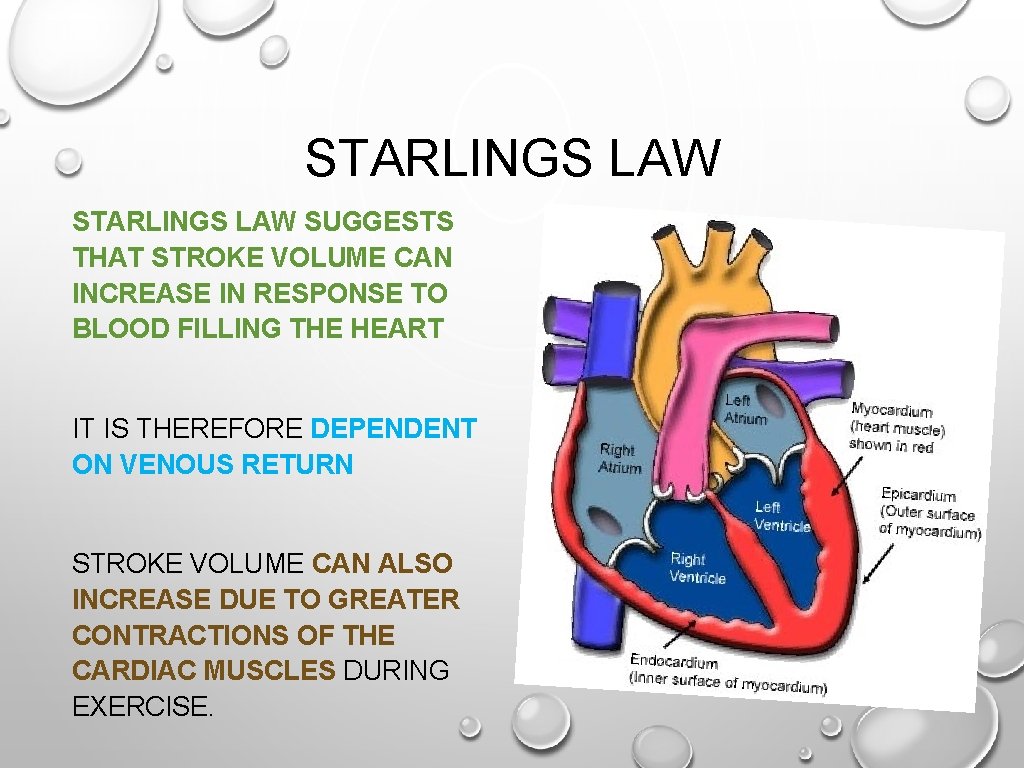 STARLINGS LAW SUGGESTS THAT STROKE VOLUME CAN INCREASE IN RESPONSE TO BLOOD FILLING THE