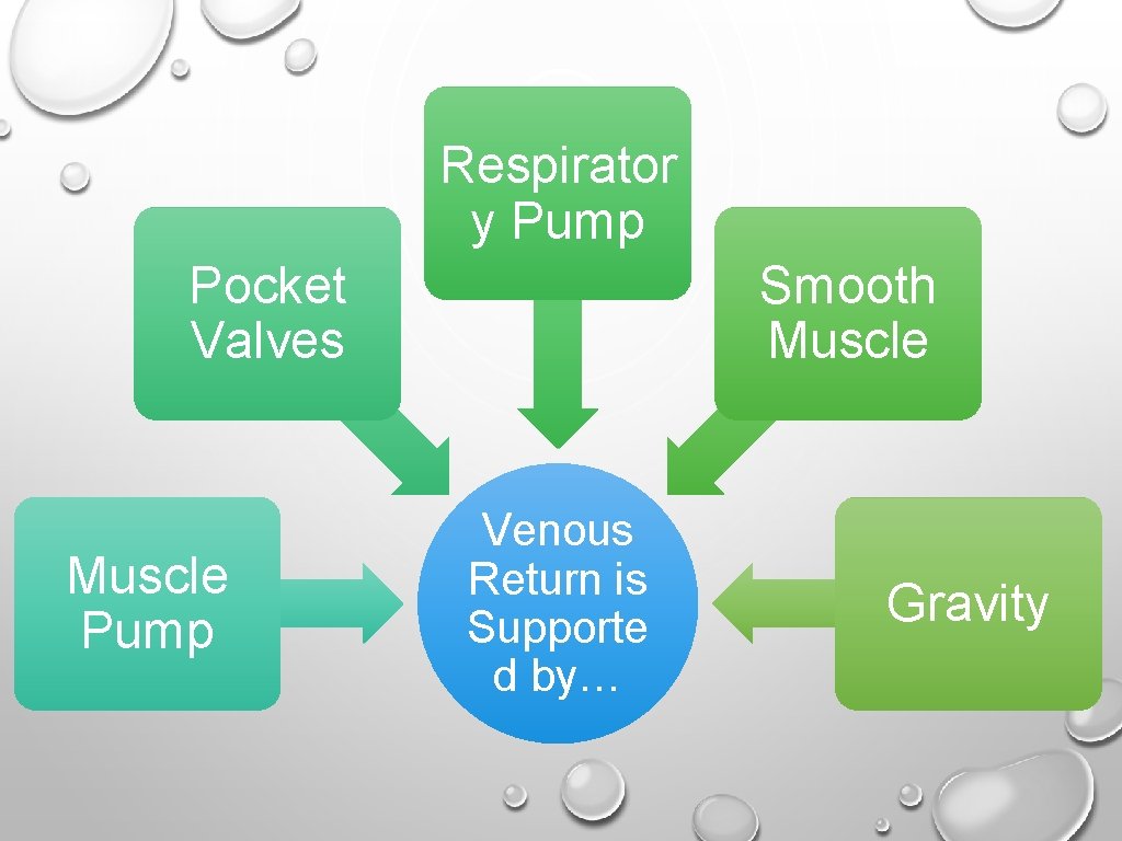 Respirator y Pump Pocket Valves Muscle Pump Smooth Muscle Venous Return is Supporte d
