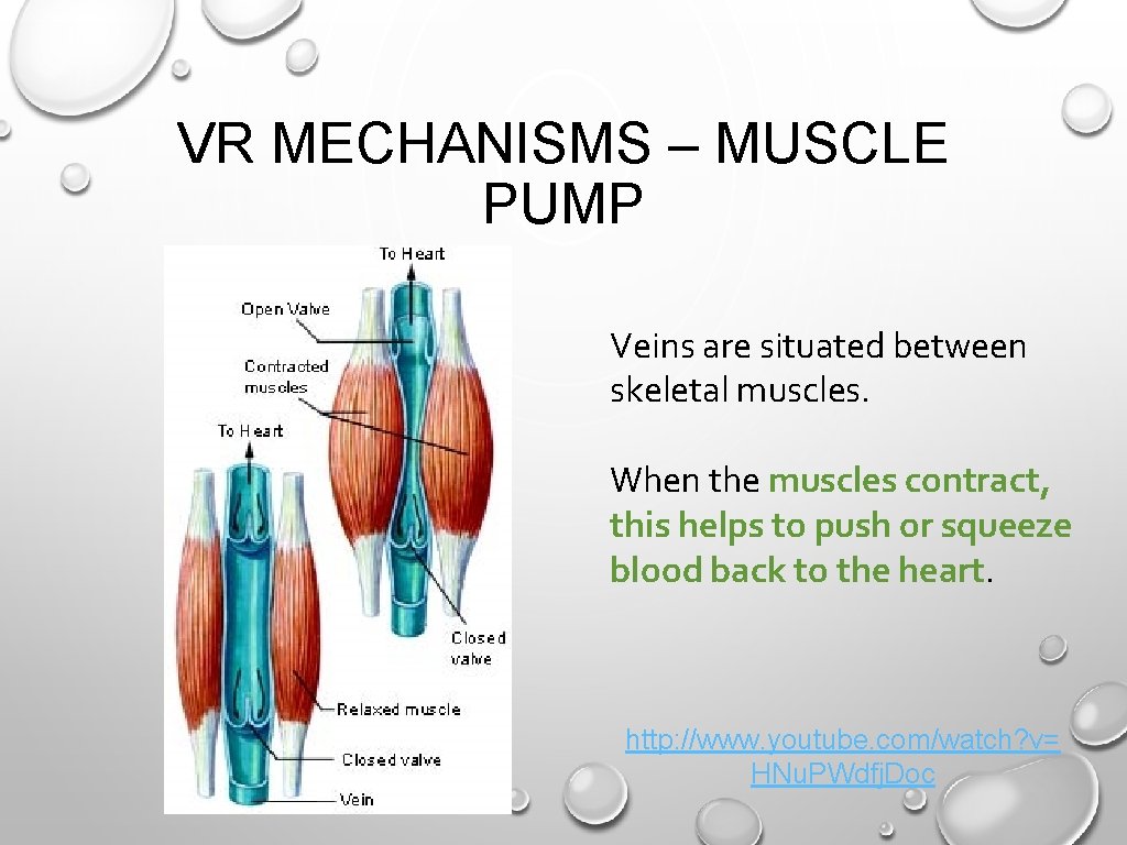 VR MECHANISMS – MUSCLE PUMP Veins are situated between skeletal muscles. When the muscles