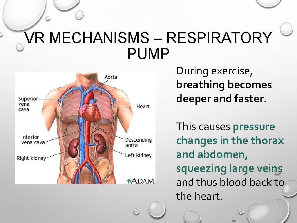 VR MECHANISMS – RESPIRATORY PUMP During exercise, breathing becomes deeper and faster. This causes