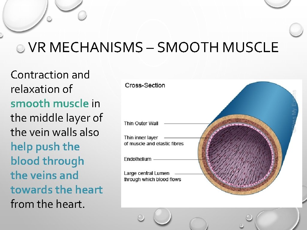 VR MECHANISMS – SMOOTH MUSCLE Contraction and relaxation of smooth muscle in the middle