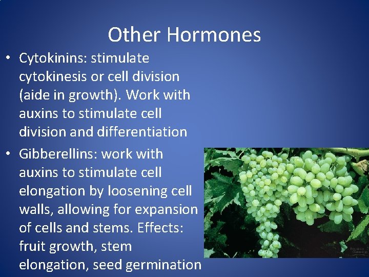 Other Hormones • Cytokinins: stimulate cytokinesis or cell division (aide in growth). Work with