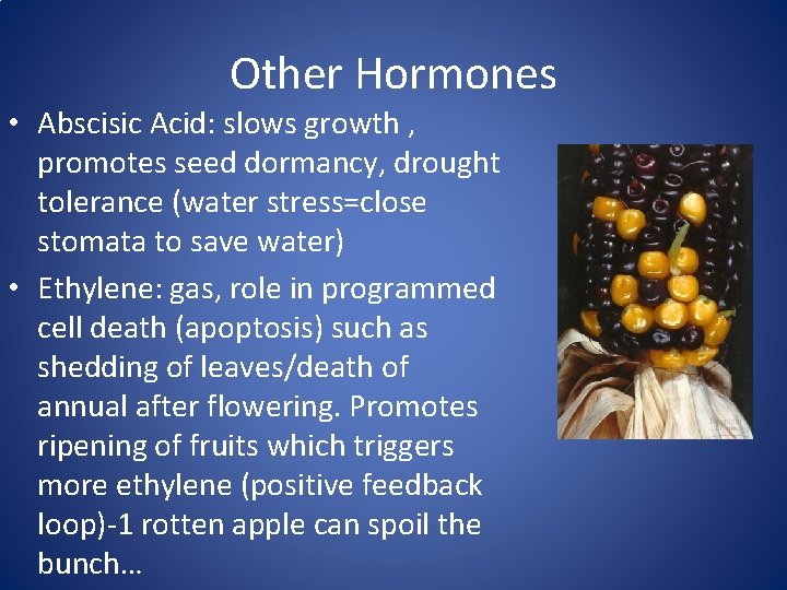 Other Hormones • Abscisic Acid: slows growth , promotes seed dormancy, drought tolerance (water