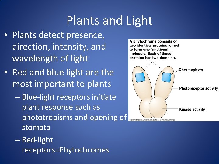 Plants and Light • Plants detect presence, direction, intensity, and wavelength of light •