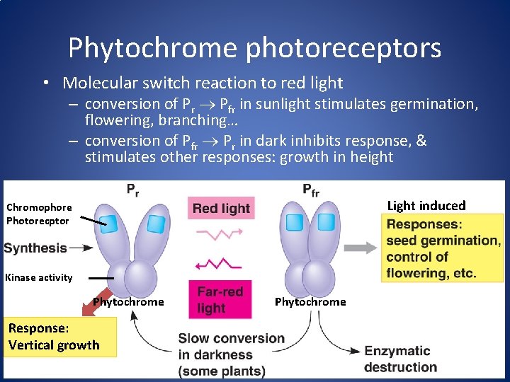 Phytochrome photoreceptors • Molecular switch reaction to red light – conversion of Pr Pfr