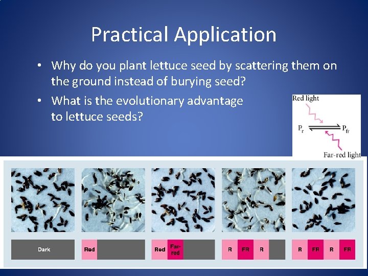 Practical Application • Why do you plant lettuce seed by scattering them on the