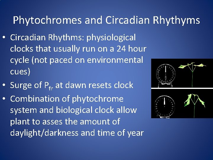 Phytochromes and Circadian Rhythyms • Circadian Rhythms: physiological clocks that usually run on a