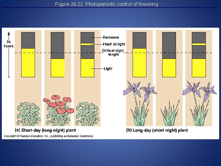 Figure 39. 22 Photoperiodic control of flowering 