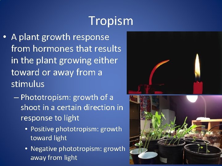 Tropism • A plant growth response from hormones that results in the plant growing
