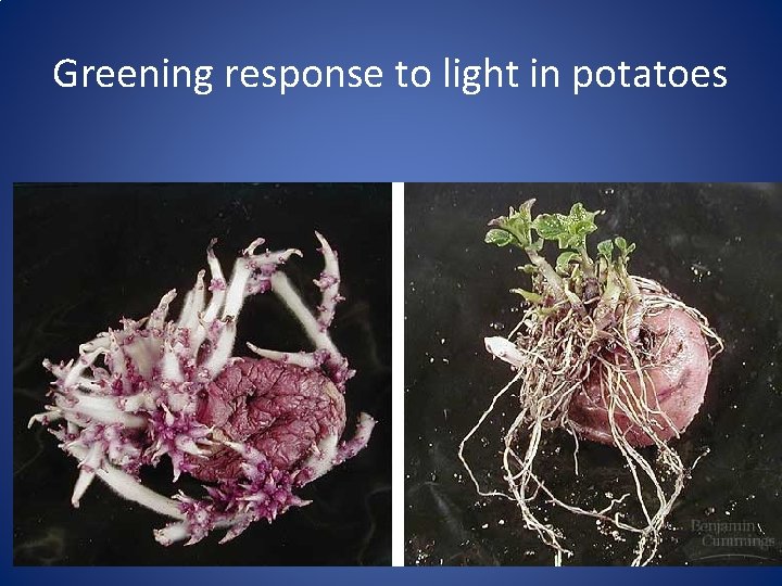 Greening response to light in potatoes 