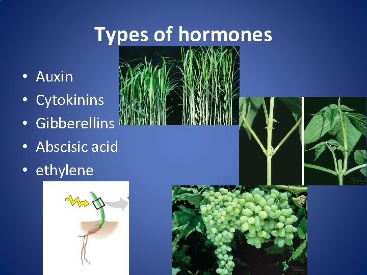 Types of hormones • • • Auxin Cytokinins Gibberellins Abscisic acid ethylene 